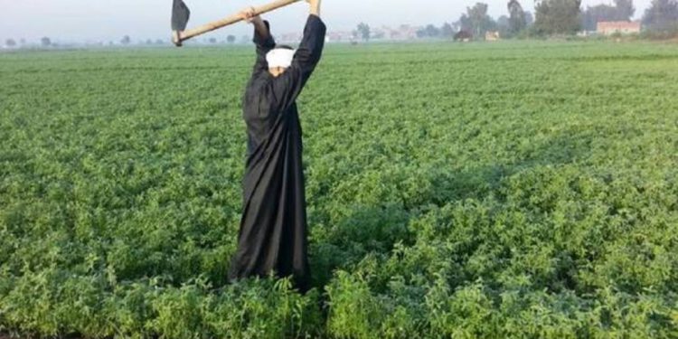كارت الفلاح