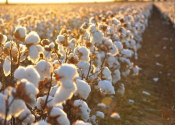 القطن المصري