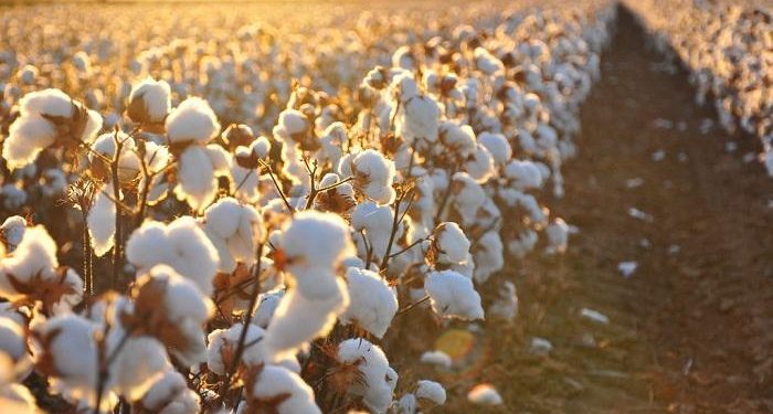 القطن المصري