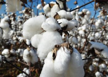 القطن المصري