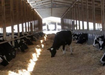 الثروة الحيوانية