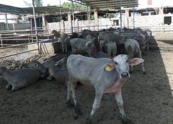 مشروع البتلو