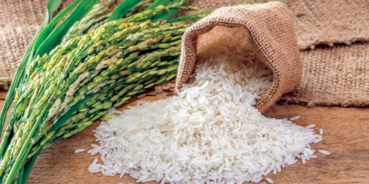 زراعة الأرز