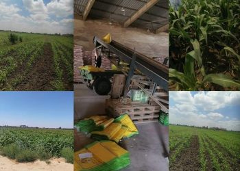 “الزراعة” تتابع المحاصيل الصيفية ومحطات التقاوي تستعد للموسم الشتوى مبكرا