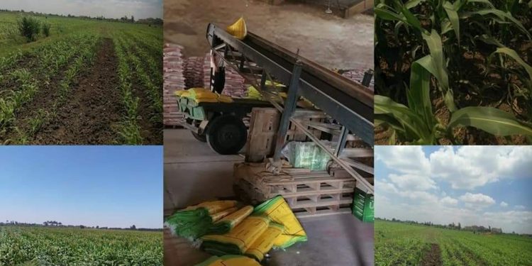 “الزراعة” تتابع المحاصيل الصيفية ومحطات التقاوي تستعد للموسم الشتوى مبكرا