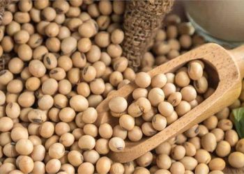 بعد قرار مجلس الوزراء..5 آلاف جنيه تراجع بأسعار علف الصويا