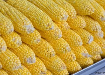 وزير الزراعة: خلال أسبوع الإفراج عن حوالي 300 ألف طن مستلزمات أعلاف ب 135 مليون دولار