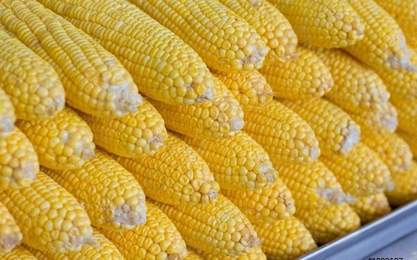 وزير الزراعة: خلال أسبوع الإفراج عن حوالي 300 ألف طن مستلزمات أعلاف ب 135 مليون دولار