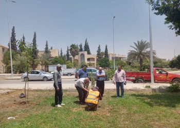 جهاز تنمية مدينة الشروق يعلن بدء زراعة 3500 شجره مُثمرة بعدة أحياء ومناطق