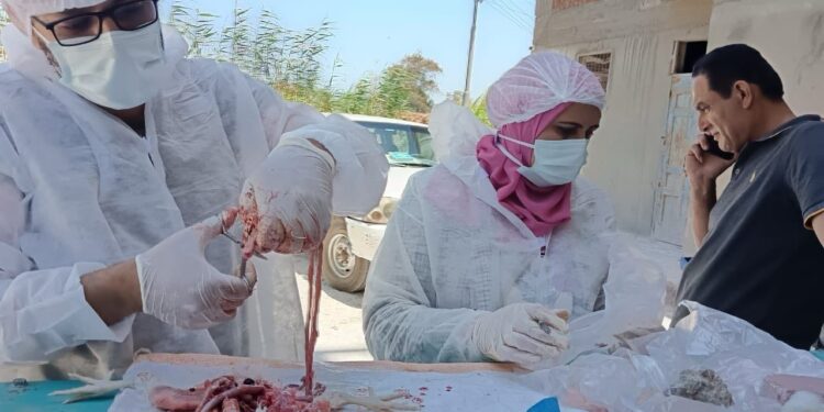 وزير الزراعة يستعرض جهود حماية الثروة الداجنة وتعزيز الاستقرار الوبائي في المحافظات.. تحصين 4.5 مليون طائر