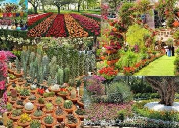 وزارة الزراعة تقرر تمديد فعاليات معرض “زهور الربيع” حتى نهاية مايو